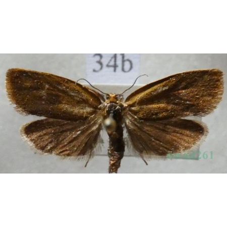 Ptycholoma lecheana (Linnaeus, 1758) Czech34b